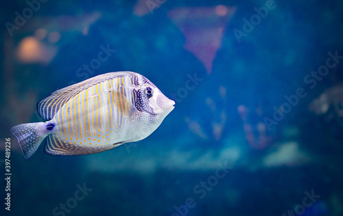 fish Zebrasoma Desjardins swims in an aquarium, in the sea under water. Copy space
