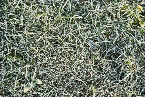 natural background. green grass covered with frost