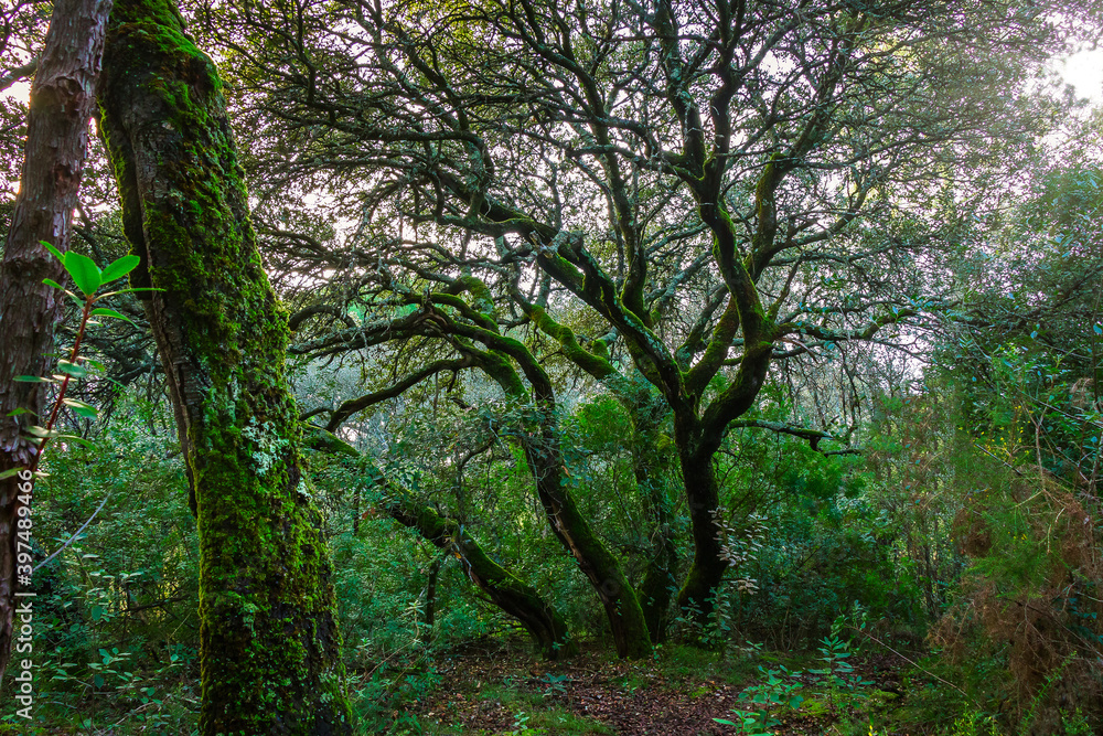 Trees covered with moss in the forest