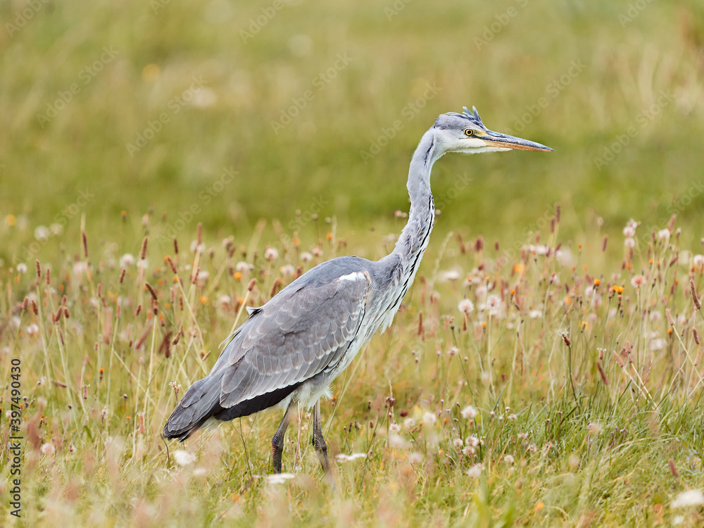 Fototapeta premium Grey heron bird standing in the field. Nature photography