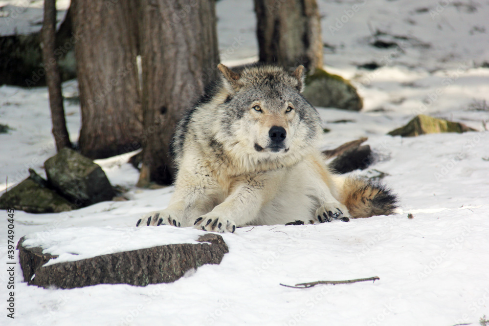 Obraz premium gray wolf in snow