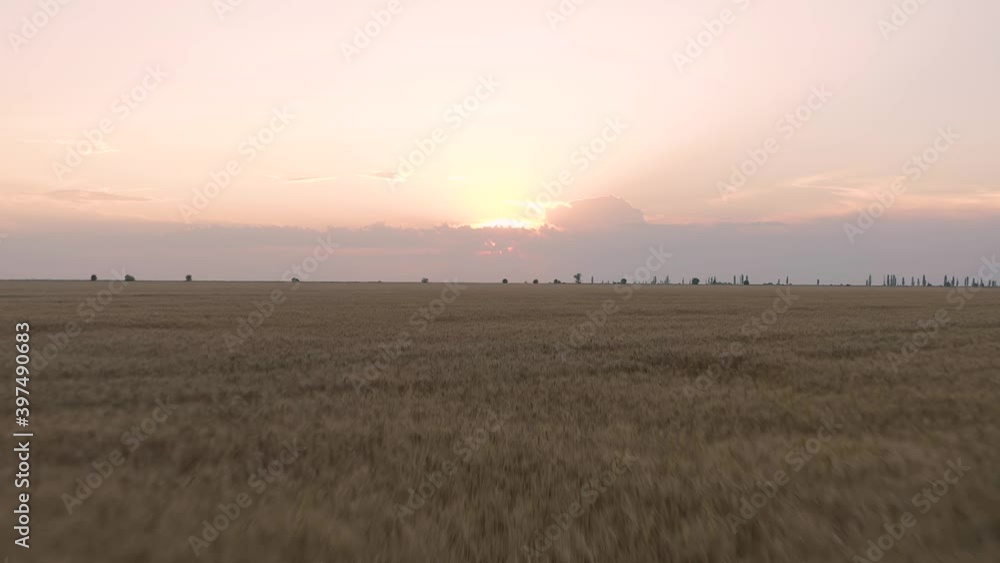 Aerial flying close above vast yellow wheat field at the beautiful sunset Aerial flying close above vast yellow wheat field at the beautiful sunset