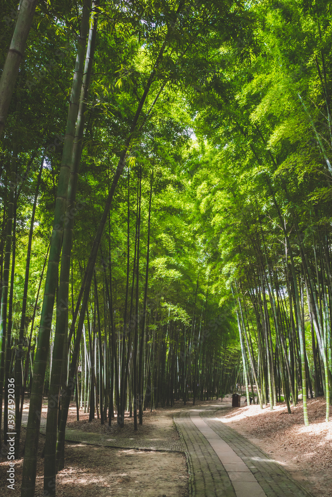 Path among bamboo forest on Tiger Hill in Suzhou, Jiangsu, China
