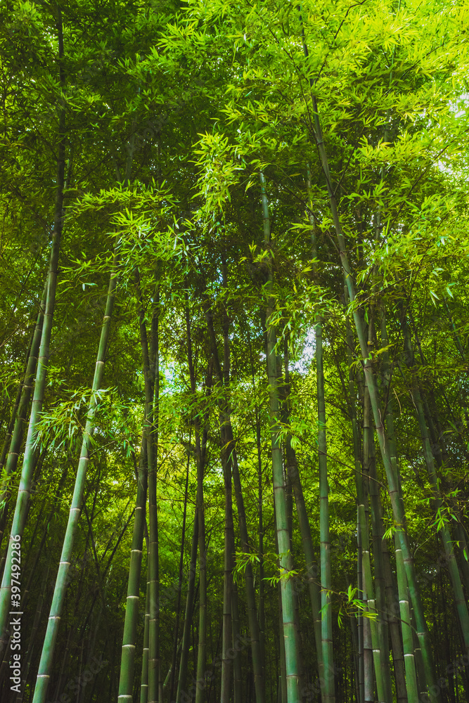 Bamboo forest on Tiger Hill (Huqiu), Suzhou, Jiangsu, China Bamboo forest on Tiger Hill (Huqiu), Suzhou, Jiangsu, China