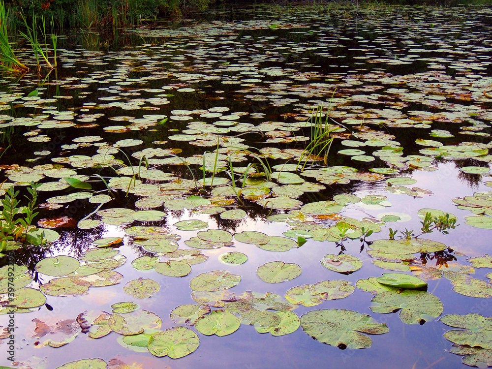 he water surface of the pond, completely covered with water Lily leaves, with the reflected sky he water surface of the pond, completely covered with water Lily leaves, with the reflected sky