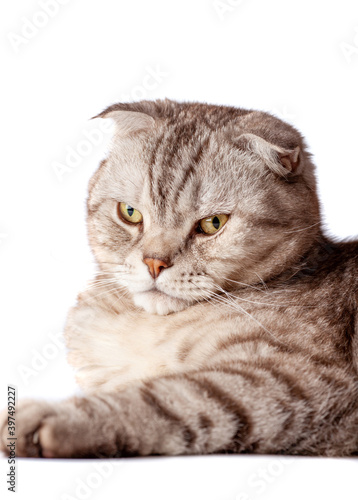 Beautiful portrait of Scottish Fold cat breed fold on white isolated background. Cute young silver-gray striped Scottish fold cat