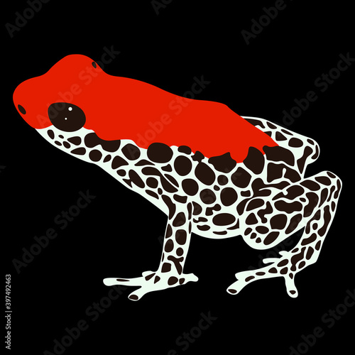 Tropical South American dart poison frog. Ranitomeya. Isolated vector illustration. Flat cartoon style.	