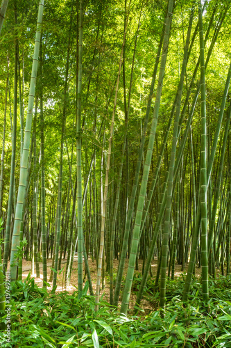 Bamboo forest on Tiger Hill (Huqiu) in Suzhou, Jiangsu, China