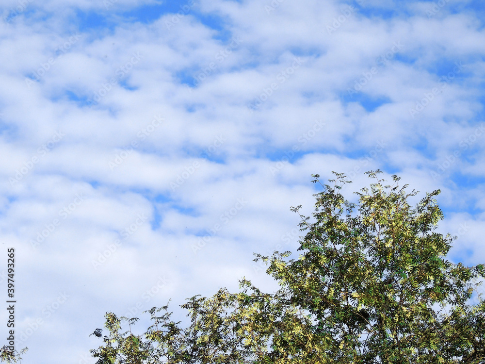 blue sky with white clouds over the treetops on a clear day blue sky with white clouds over the treetops on a clear day