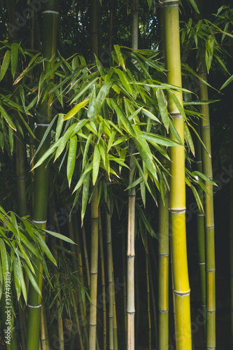Background texture of bamboo stems and leaves