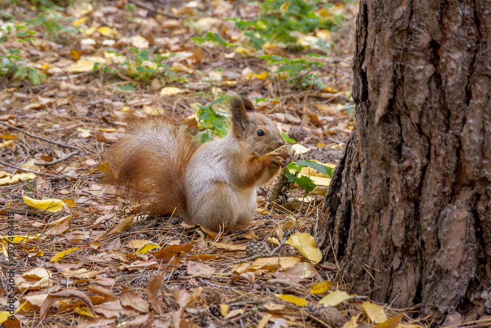 Squirrel on the autumn grass eating a nut Squirrel on the autumn grass eating a nut