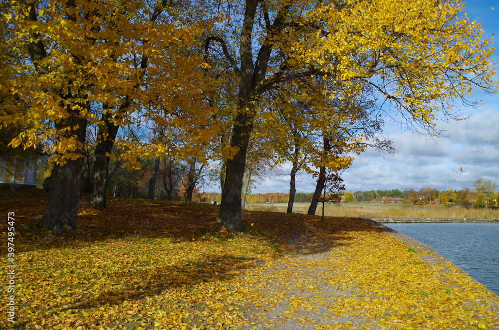 Obraz premium autumn in the park