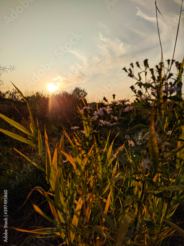 wheat field at sunset