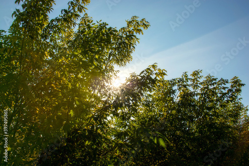 tree in the forest