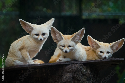 Fennec Fox Family © Niko