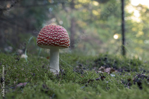 Amanita Muscaria, poisonous mushroom. Photo has been taken in the natural forest