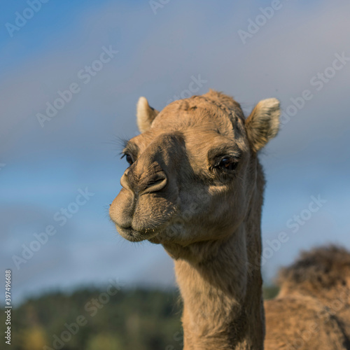 A new Camel portrait closeups of the nose and mouth © juriskraulis