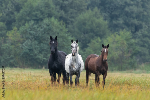 Trzy konie wielkopolskie na łące (kary, tarant, gniady), piękne konie pełnej krwi, konie na pastwisku