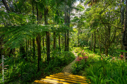 Green tropical forest with flowers with beautiful sunlight in Puerto Plata, Dominican Republic  photo