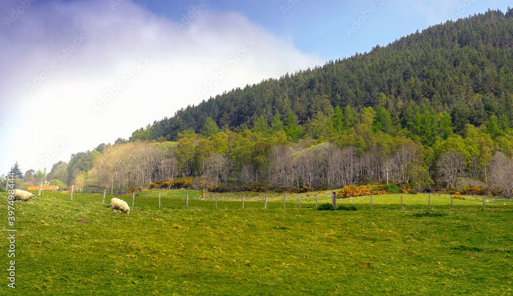 Scottish countryside with green hills and meadows Scottish countryside with green hills and meadows