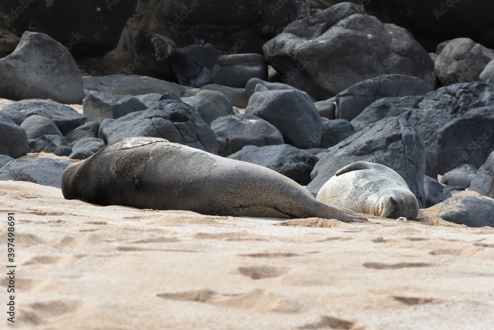 Fototapeta premium Endangered Hawaiian Monk Seal on Ho'okipa Beach, Maui, Hawaii