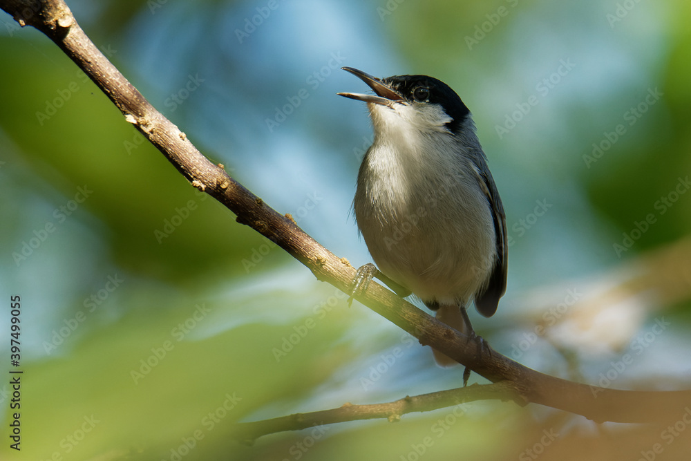 Black-capped Gnatcatcher - Polioptila nigriceps, bird is blue-grey on the upperparts with white underparts, long slender bill and a long black tail with white outer tailbands on the uppertail Black-capped Gnatcatcher - Polioptila nigriceps, bird is blue-grey on the upperparts with white underparts, long slender bill and a long black tail with white outer tailbands on the uppertail