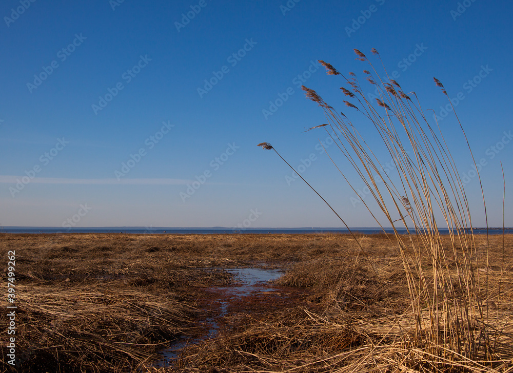 Obraz premium Close up view of colorful reed at spring time. Blue sky and yellow swamp background.