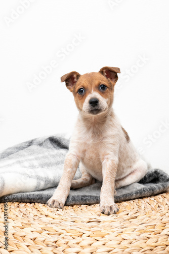 Jack Russell terrier mix puppy dog