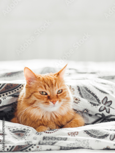 Cute ginger cat lying in bed. Fluffy pet comfortably settled to sleep under blanket. Cozy home background with funny pet.