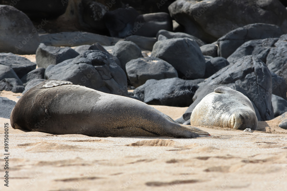 Fototapeta premium Endangered Hawaiian Monk Seal on Ho'okipa Beach, Maui, Hawaii
