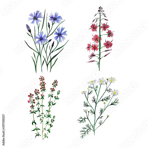 Fototapeta Naklejka Na Ścianę i Meble -  Wildflowers watercolor hand drawn floral summer (chamomile, cornflower and others), isolated on white background.