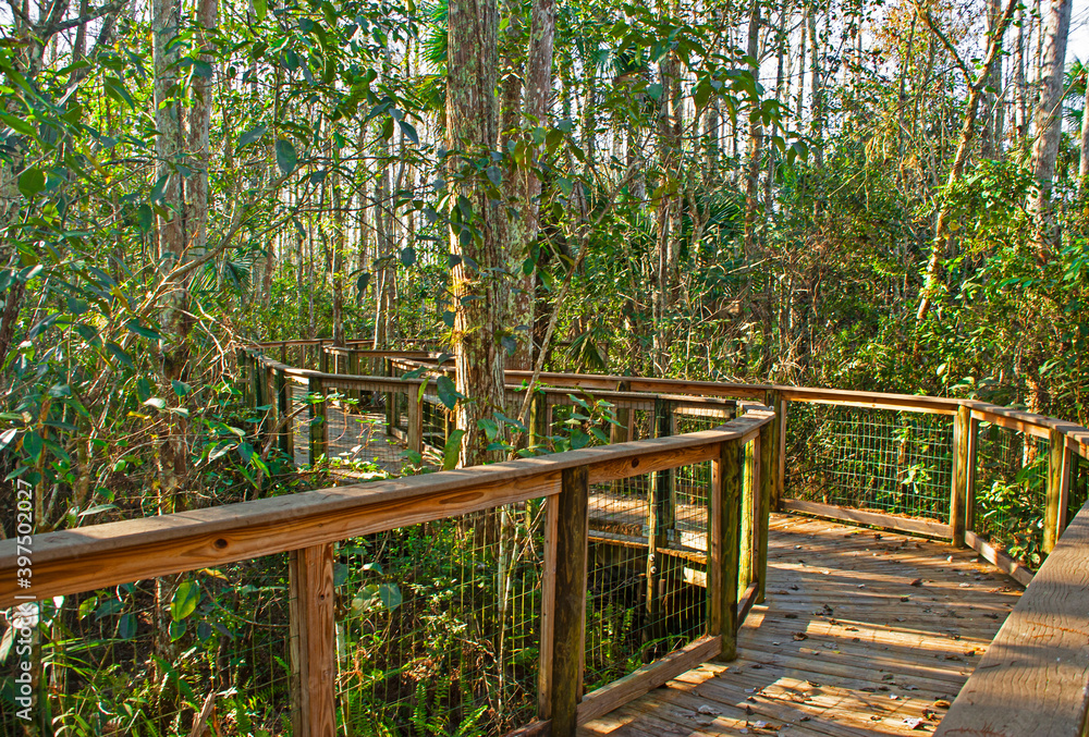 Board walk thru wetland area in the Central Florida Board walk thru wetland area in the Central Florida