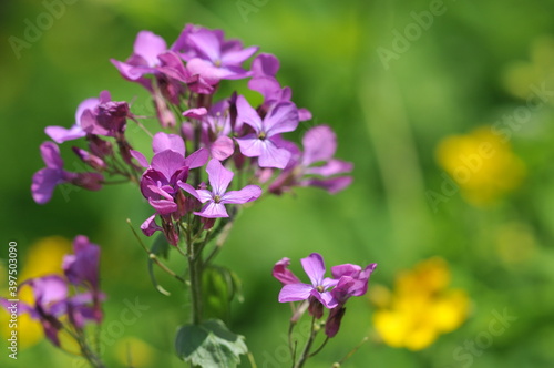 Annual honesty - Lunaria annua - Einjaehriges Silberblatt 