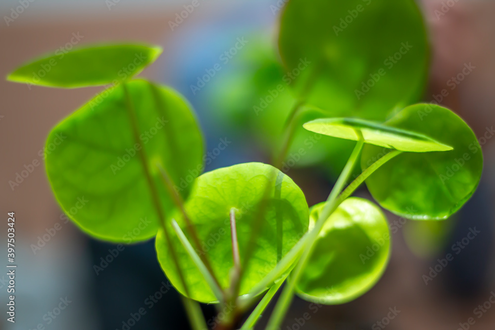 Round green leaves of a house plant being backlit