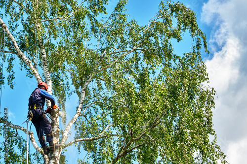 russia 2020. An arborist cutting a tree with a chainsaw. color