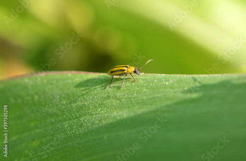 On the plant Western corn beetle © orestligetka