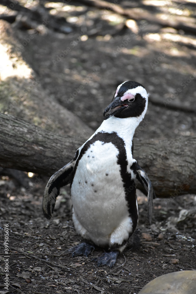 Fototapeta premium penguin on the rocks