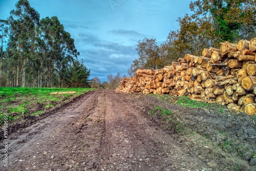 Felled eucalyptus trees in forest. Stacks of cut wood. Trees destruction.