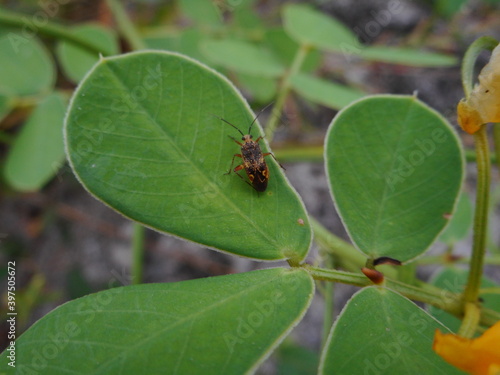 inseto percevejo - blissus leucopterus photo