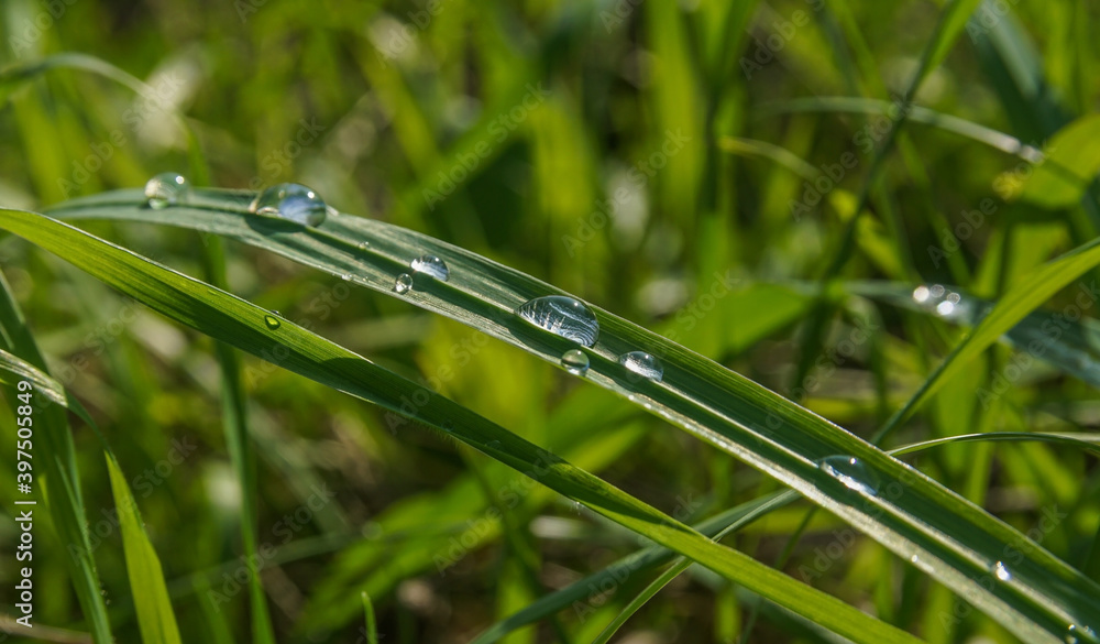 summer landscape with large dewdrops on a blade of grass summer landscape with large dewdrops on a blade of grass