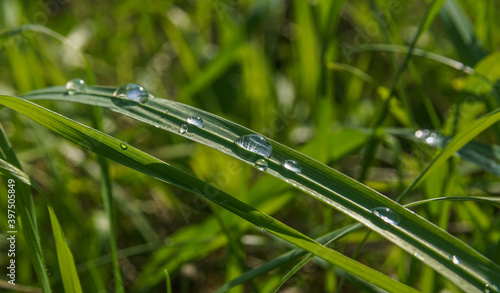 summer landscape with large dewdrops on a blade of grass