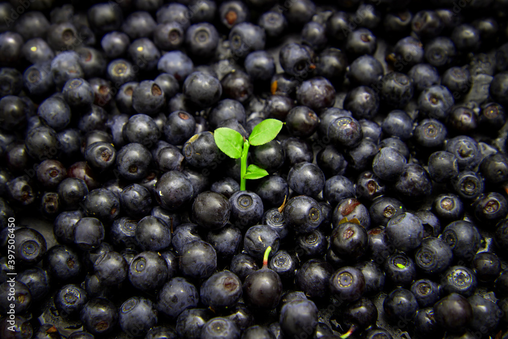 Ripe and tasty blueberries with green leaves on dark background. Bilberries close-up. Copy space for your text. Healthy food Ripe and tasty blueberries with green leaves on dark background. Bilberries close-up. Copy space for your text. Healthy food