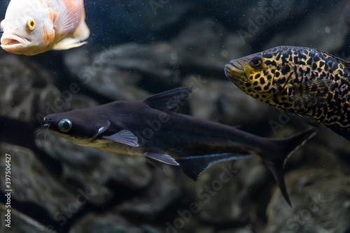 Managuense cichlid or Jaguar (Parachromis managuensis). Large cichlids in the aquarium. photo