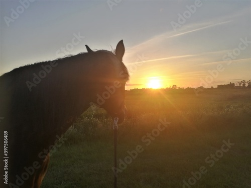 Head of a horse in front of a pasture landscape during a sunset