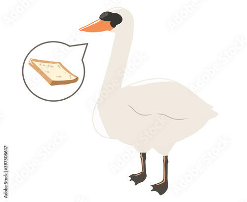 コブハクチョウ　餌やり(線無し)