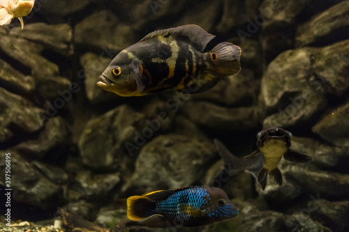 stronotus cichlid or an Oscar. Fish from the Amazon basin. Aquariums as a hobby. Astronotus brindle white. Aquarium fish on a dark background.