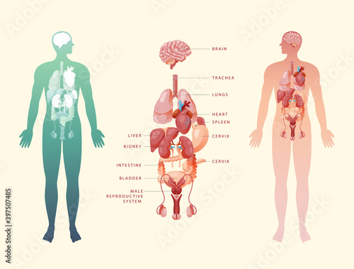 Human body internal organs outline flat infographic poster with icons pictures names location and definitions vector illustration