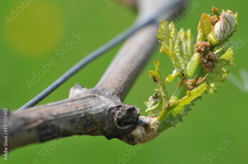 Vine branch with blossoms in early spring - Rebenbluete Austrieb