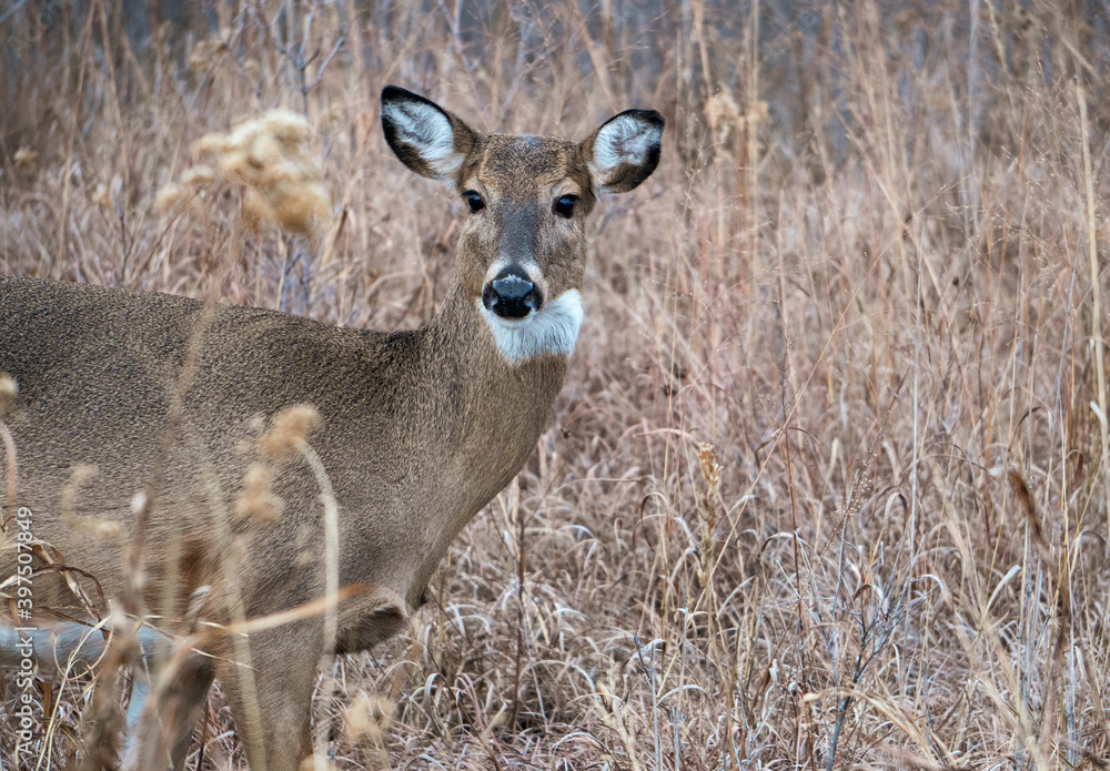A deer looking across a field. A deer looking across a field.
