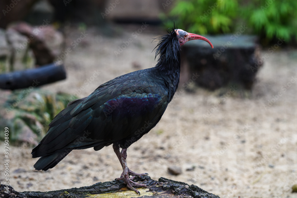 Geronticus eremita or Northern Bald Ibis pictured in a zoo Geronticus eremita or Northern Bald Ibis pictured in a zoo